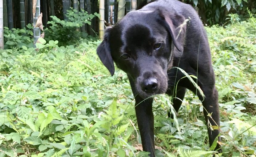 マダニのすごい技に負けるな 犬の鍼灸治療 犬のクリニックそら 神奈川県藤沢市