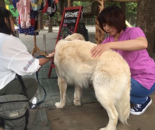 ドッグラン 犬の鍼灸治療 犬のクリニックそら 神奈川県藤沢市