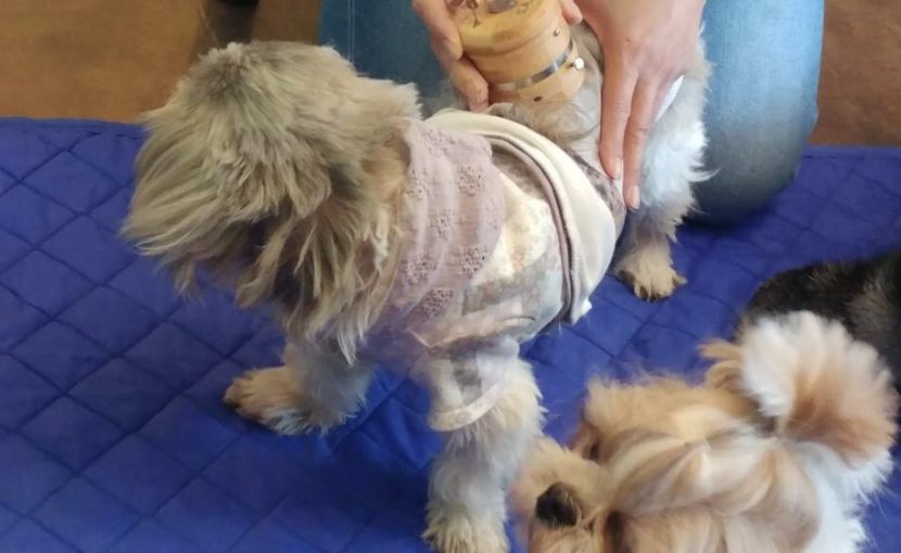 シニア犬のツボマッサージと鍼灸ケア 開催しました 犬の鍼灸治療 犬のクリニックそら 神奈川県藤沢市