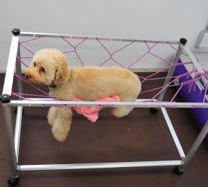 犬の起立姿勢補助用品 介護用マット体験 犬の鍼灸治療 犬のクリニックそら 神奈川県藤沢市