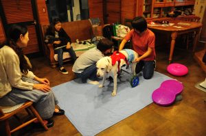 犬の車いす体験 犬の鍼灸治療 犬のクリニックそら 神奈川県藤沢市