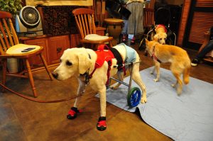 犬の車いす体験 犬の鍼灸治療 犬のクリニックそら 神奈川県藤沢市