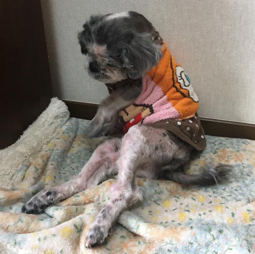 熟女シーズー 最近お気に入りの寝方 犬の鍼灸治療 犬のクリニックそら 神奈川県藤沢市