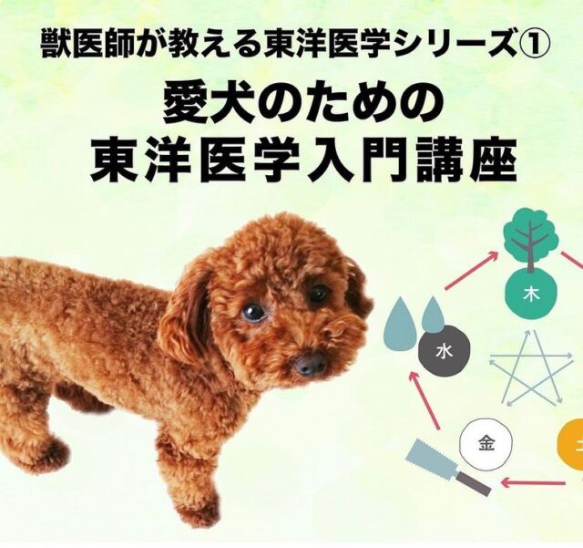 シニア犬のツボマッサージと鍼灸ケア 開催しました 犬の鍼灸治療 犬のクリニックそら 神奈川県藤沢市